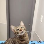 Dogwood Veterinary Hospital