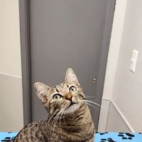 Dogwood Veterinary Hospital ico