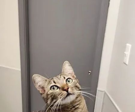 Dogwood Veterinary Hospital