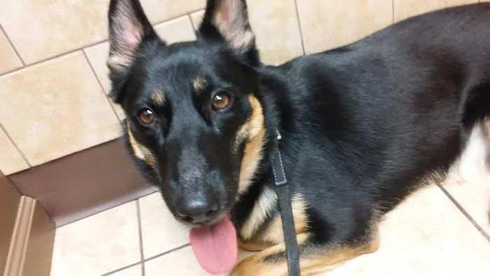 Dogwood Veterinary Hospital Picture 2