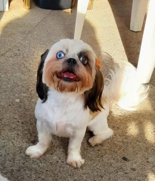 Dogwood Veterinary Hospital Picture 8