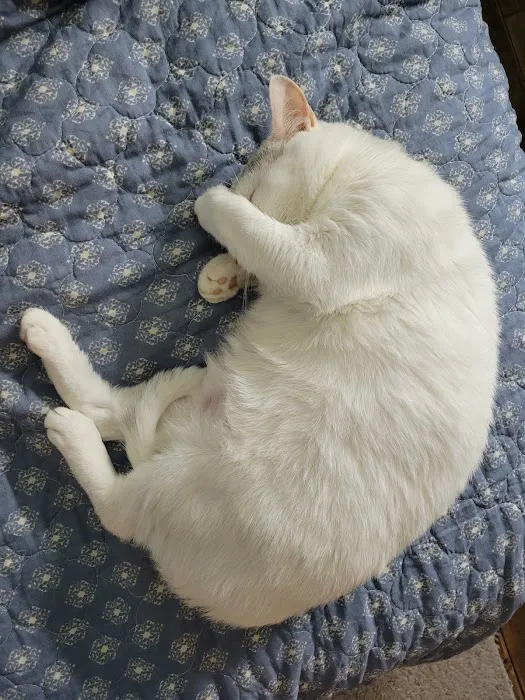 Dogwood Veterinary Hospital Picture 10