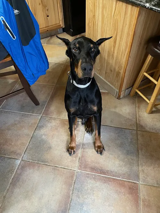 Dogwood Veterinary Hospital Picture 7