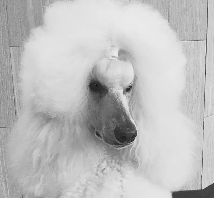 Cross Point Animal Hospital Picture 4