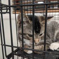 Lacroix Pet Hospital ico