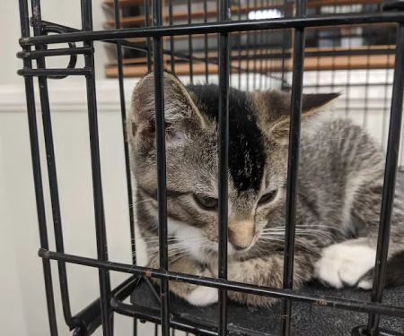 Lacroix Pet Hospital