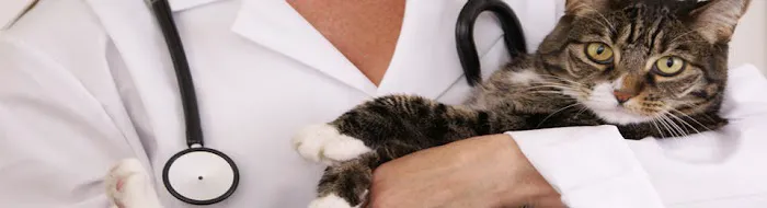 Lacroix Pet Hospital Picture 7