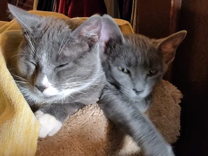 Cape Small Animal Clinic Picture 7