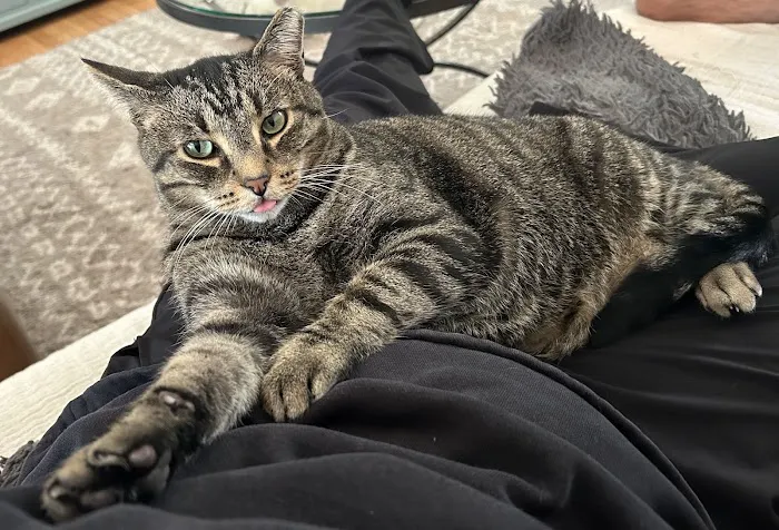 Cape Small Animal Clinic Picture 8