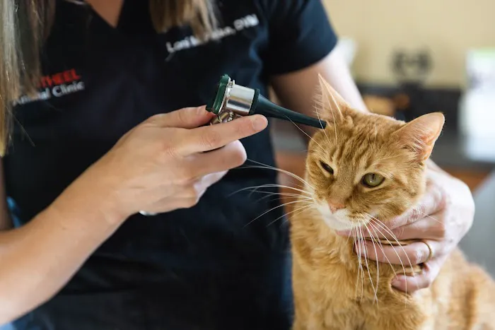 Cape Small Animal Clinic Picture 10