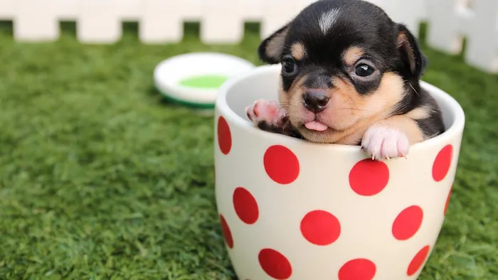 Rebecca Darland Pet Clinic, Inc Picture 1