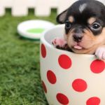 Rebecca Darland Pet Clinic, Inc