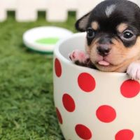 Rebecca Darland Pet Clinic, Inc ico