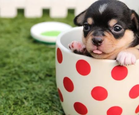 Rebecca Darland Pet Clinic, Inc