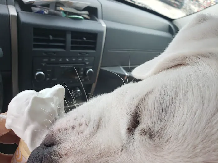 Rebecca Darland Pet Clinic, Inc Picture 3