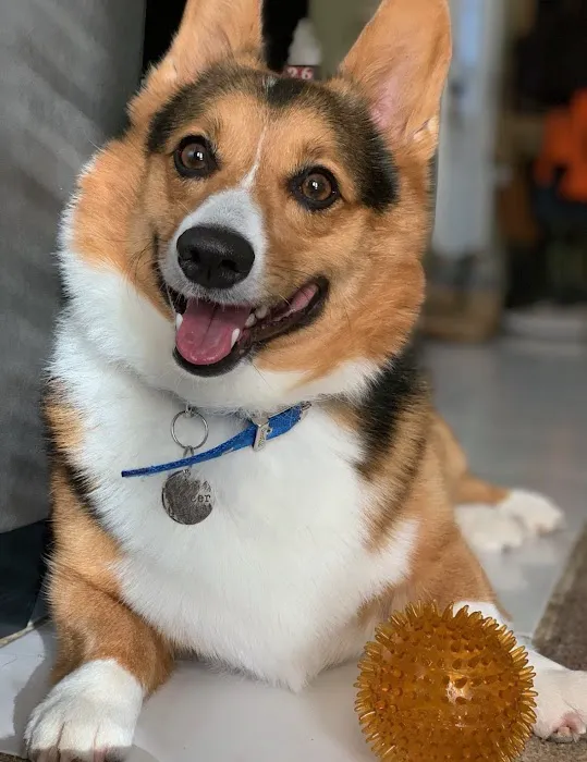 Rebecca Darland Pet Clinic, Inc Picture 2