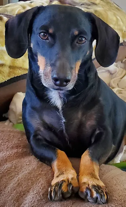 Rebecca Darland Pet Clinic, Inc Picture 4