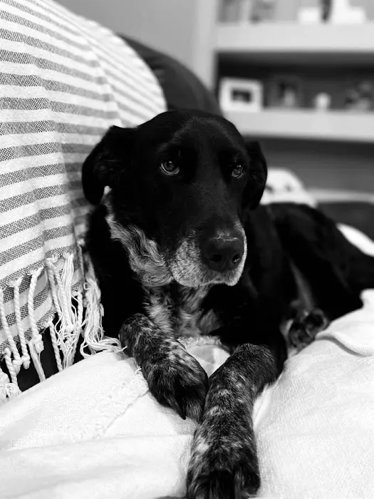 Rebecca Darland Pet Clinic, Inc Picture 8