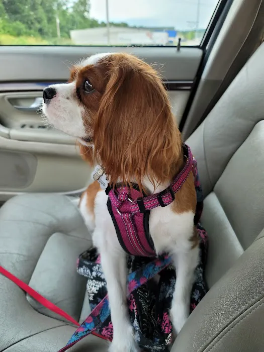 Rebecca Darland Pet Clinic, Inc Picture 6