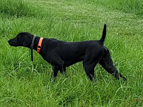 Rebecca Darland Pet Clinic, Inc Picture 7