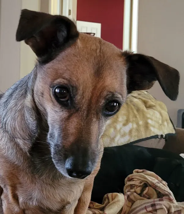 Rebecca Darland Pet Clinic, Inc Picture 9