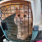 Jones Animal Health Center