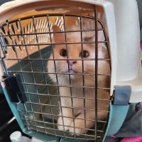 Jones Animal Health Center ico