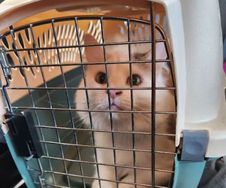 Jones Animal Health Center