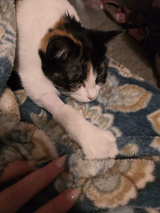 Orchard Hills Veterinary Clinic Picture 3