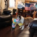 Orchard Hills Veterinary Clinic