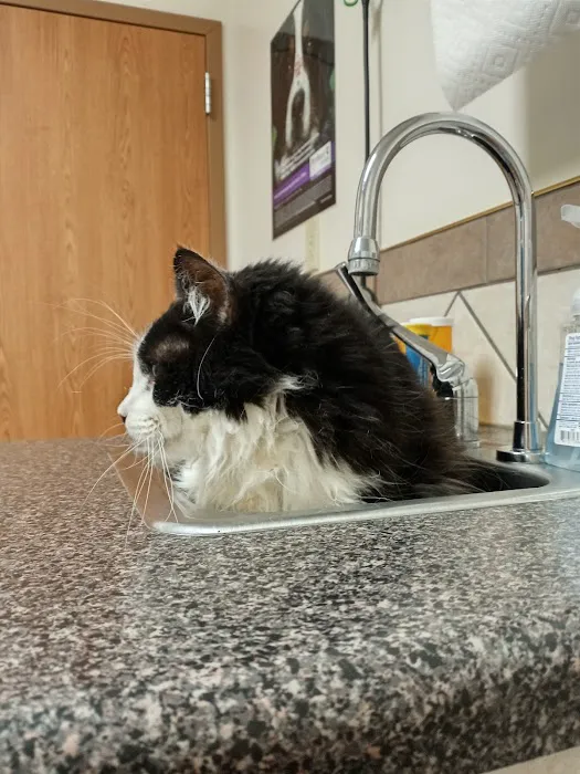 Veterinary Clinic Of The Mineral Area Picture 4