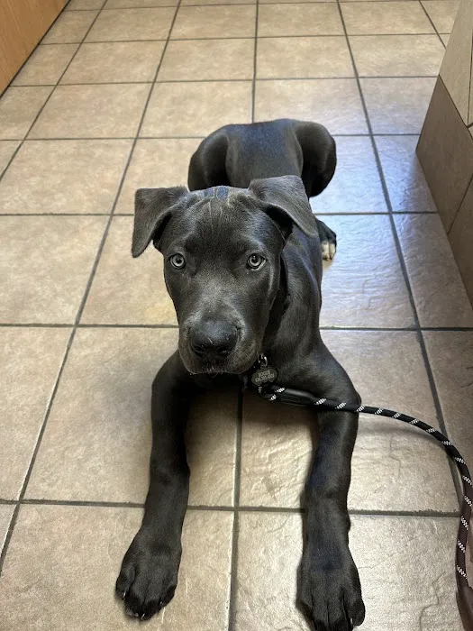 Veterinary Clinic Of The Mineral Area Picture 1