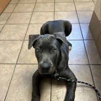 Veterinary Clinic Of The Mineral Area ico