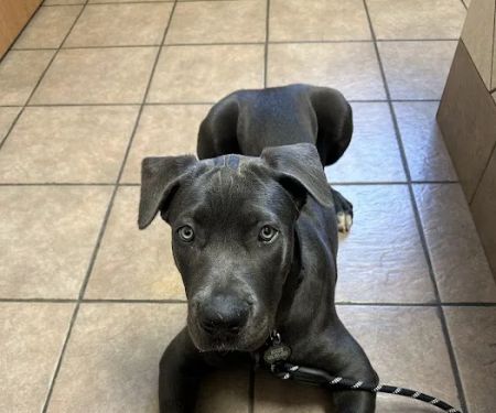 Veterinary Clinic Of The Mineral Area