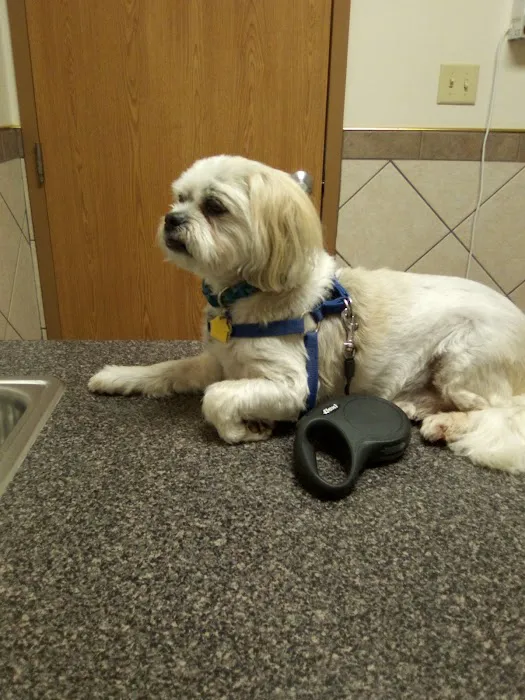 Veterinary Clinic Of The Mineral Area Picture 5