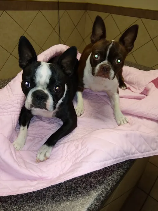 Veterinary Clinic Of The Mineral Area Picture 8