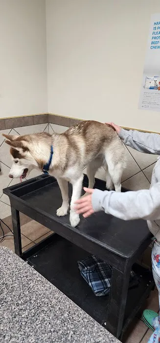 Veterinary Clinic Of The Mineral Area Picture 6