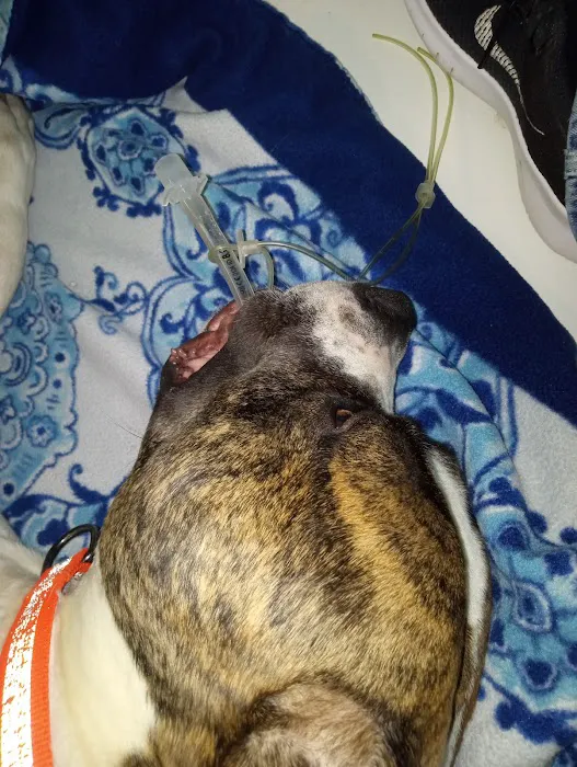 Veterinary Clinic Of The Mineral Area Picture 7