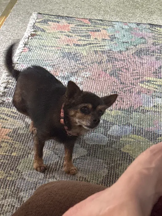 Veterinary Clinic Of The Mineral Area Picture 10