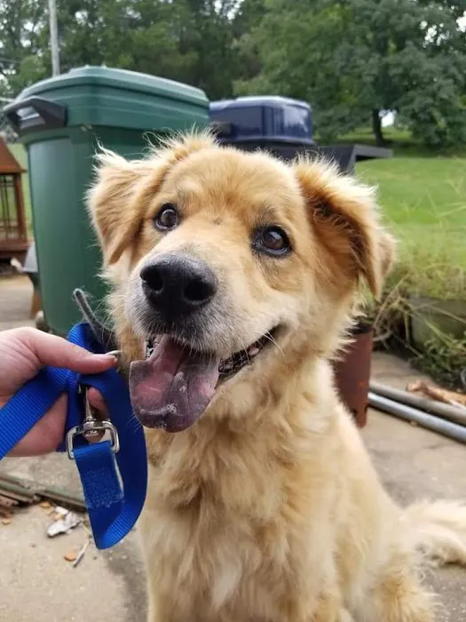 Animal Clinic of Herculaneum Picture 4