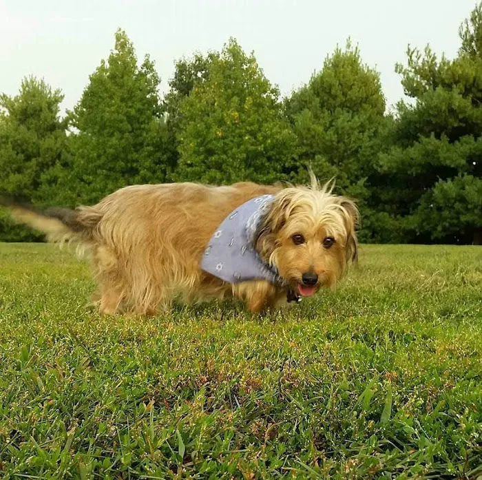 Animal Clinic of Herculaneum Picture 5