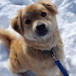 Animal Clinic of Herculaneum