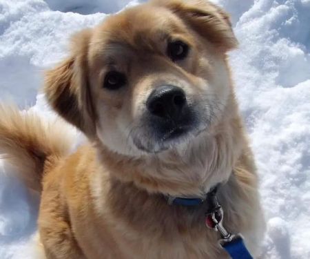 Animal Clinic of Herculaneum