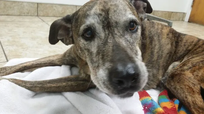 Arnold Animal Hospital Picture 1