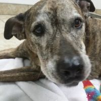 Arnold Animal Hospital ico