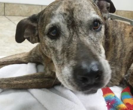 Arnold Animal Hospital