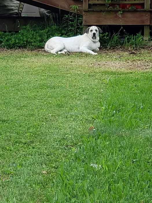 Vogel Veterinary Hospital Picture 3