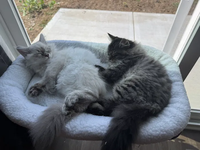 LeGrand Siberians Picture 1