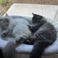 LeGrand Siberians ico