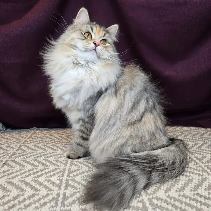 LeGrand Siberians Picture 4